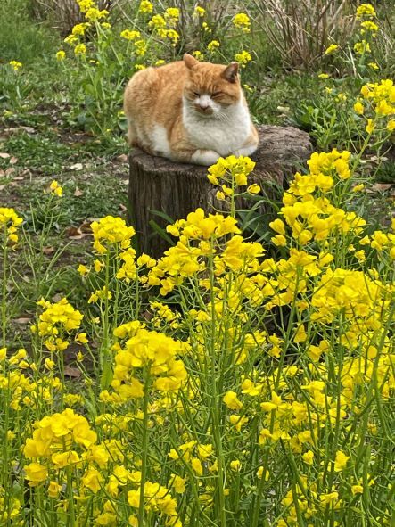 野島の猫と菜の花220320.jpg小