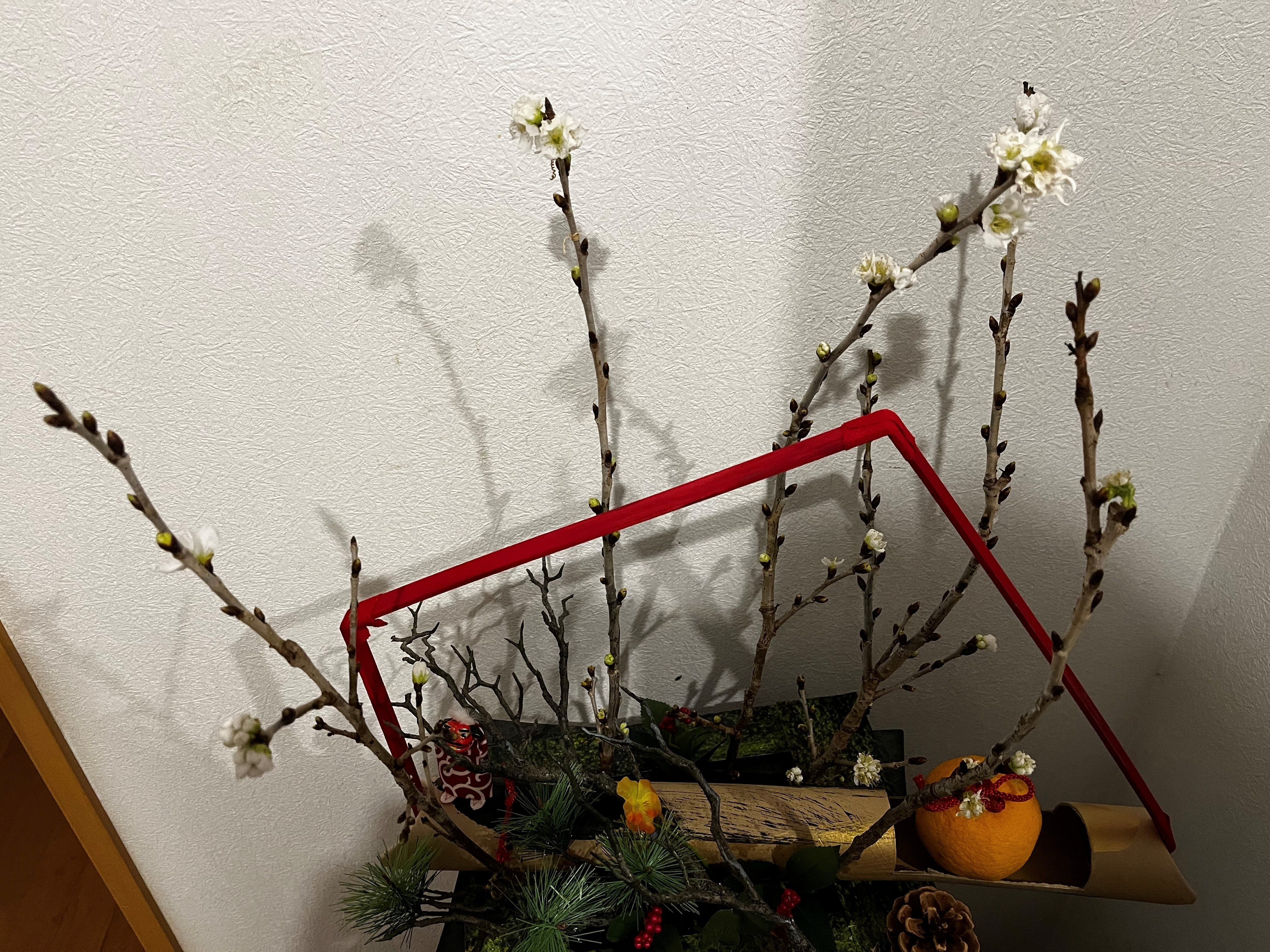 正月飾り桜満開260207