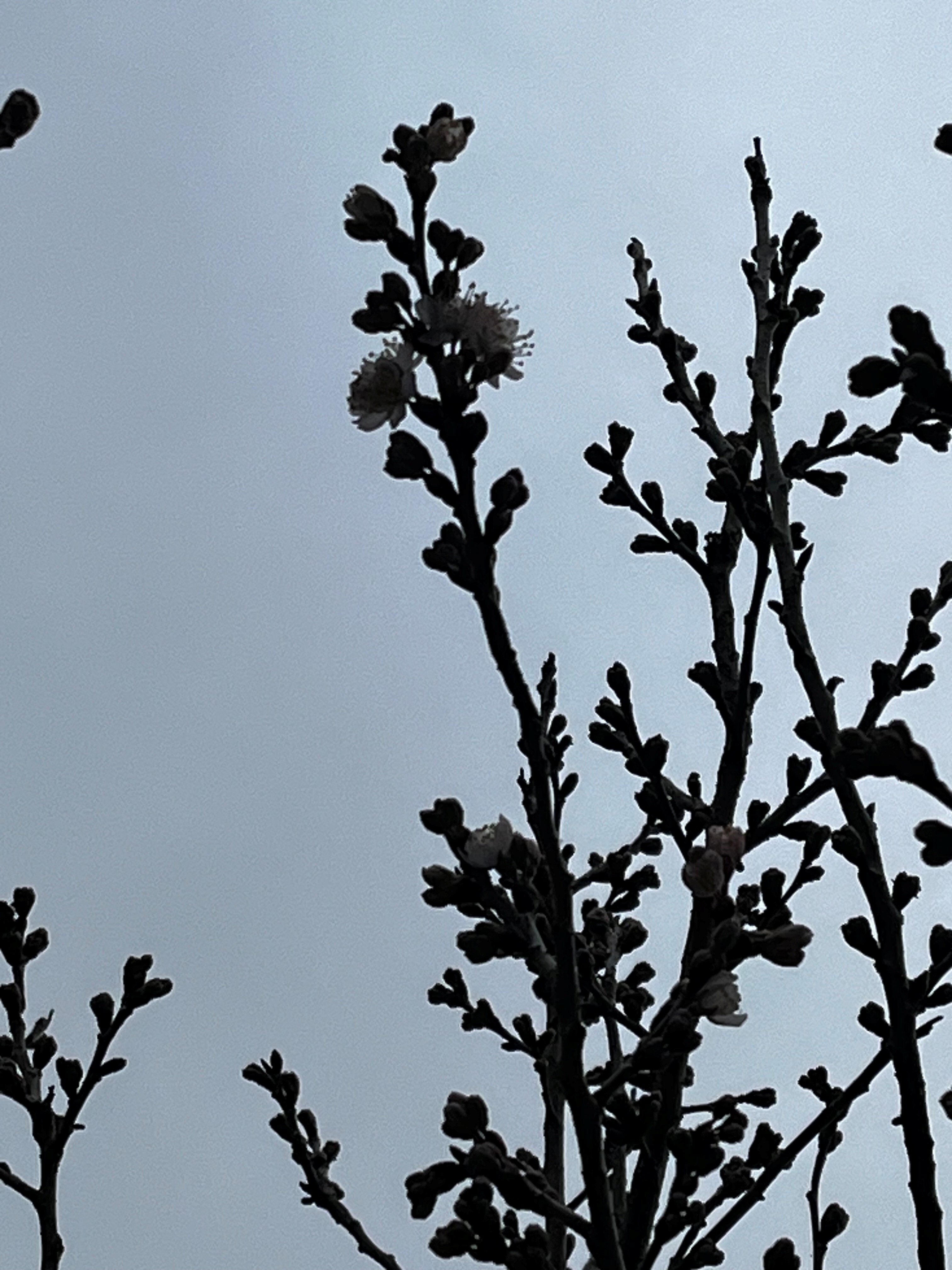 佐藤錦開花260224