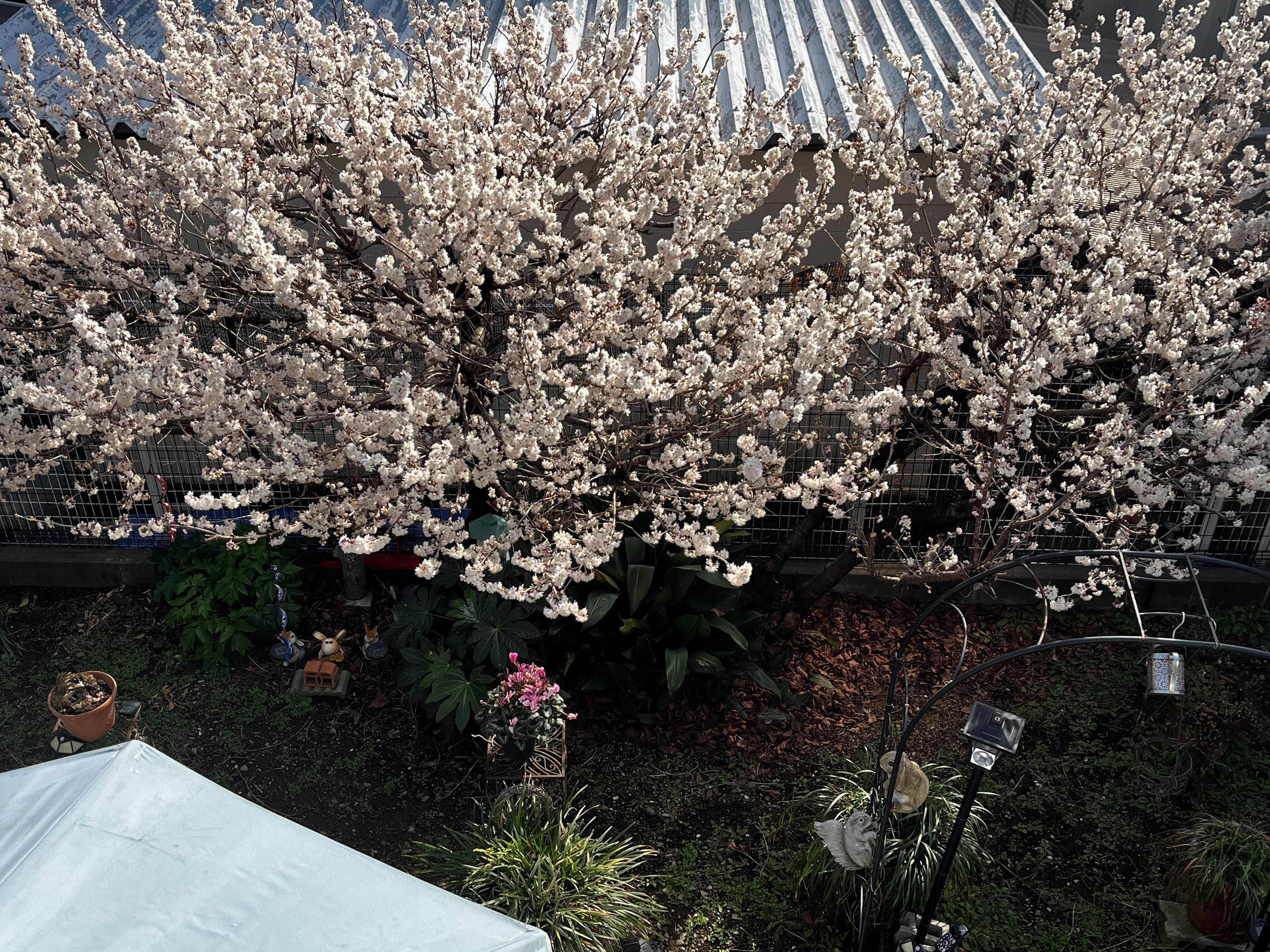 佐藤錦満開２６０３０１