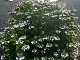 紫陽花260608