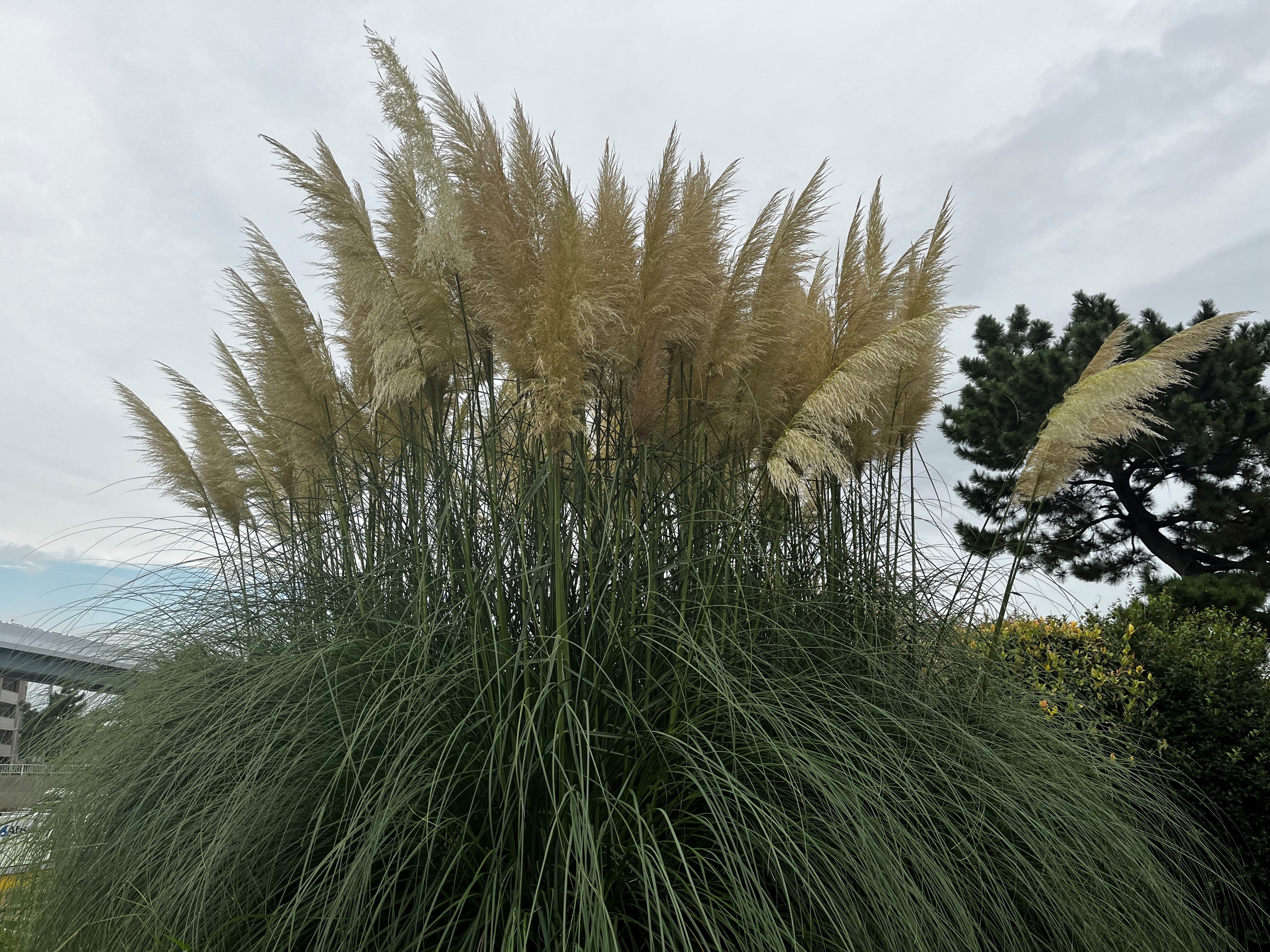 パンパスグラス26